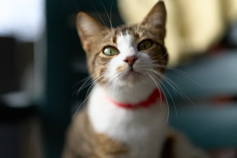 Close-up of a curious calico cat with green eyes wearing a red collar gazing into the camera under soft indoor lighting, highlighting a warm, intimate moment.