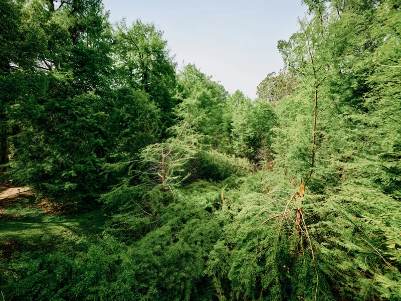 Forest trees and dense foliage form a green canopy of greenery and leaves in a serene woodland nature scene, sunlight filtering through branches creating a tranquil summer atmosphere.