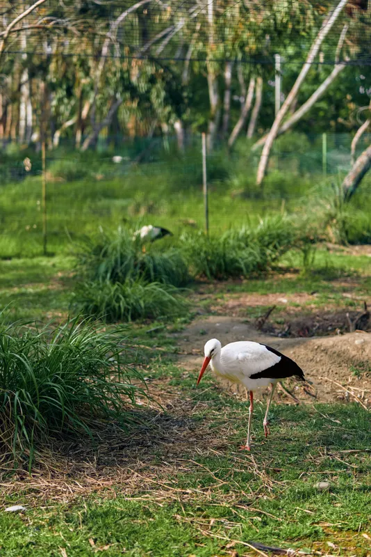Stork bird white beak longlegs grass foraging in a green park wetland, wading through shallow marsh with calm plumage, feeding and standing among reeds and trees.