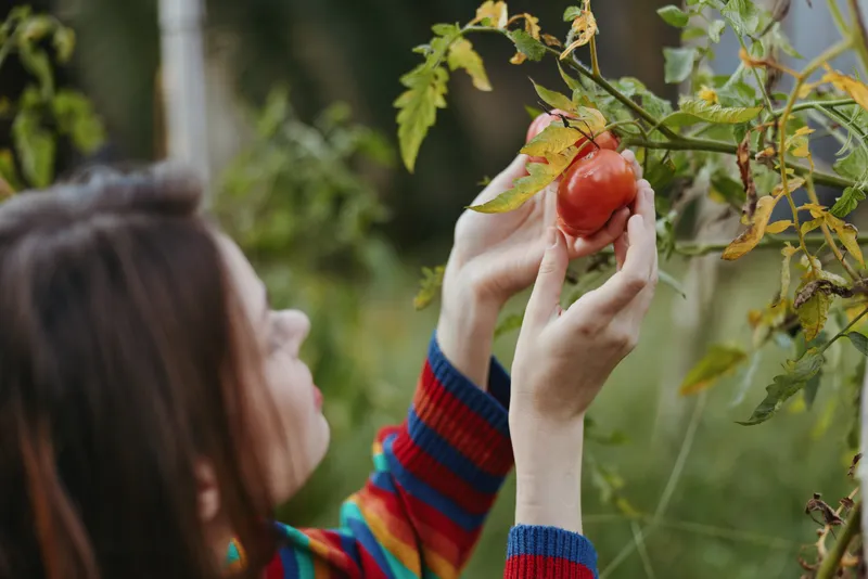 Woman harvesting ripe tomato in garden: young brunette in colorful striped sweater picking and inspecting a homegrown tomato with focused, content expression in backyard plot.