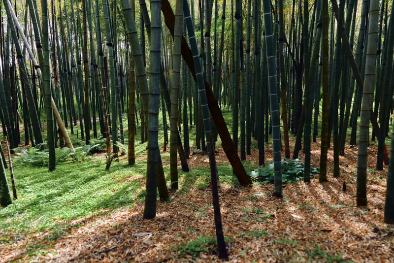 Bamboo forest grove with slender trunks, dappled sunlight and long shadows across mossy ground, green foliage and leaf litter, serene canopy and filtered rays creating a tranquil natural landscape.