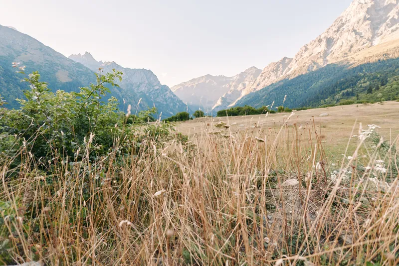 Mountains meadow grass valley wildflowers landscape nature countryside with dry tall grasses and flowering shrubs in an alpine field, distant rocky peaks under soft sky at golden hour.