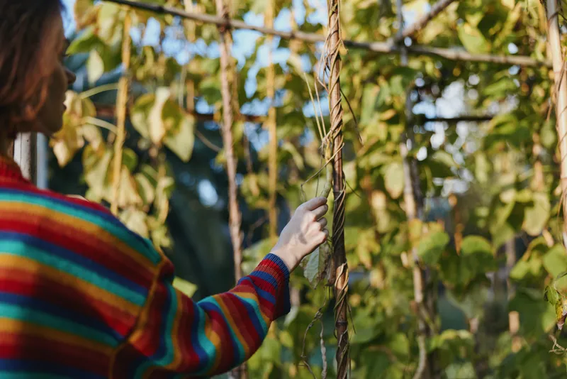 Woman in a colorful striped sweater touching vine in a greenhouse garden, young adult exploring plants with calm curious mood, casual outfit, lifestyle and nature scene.
