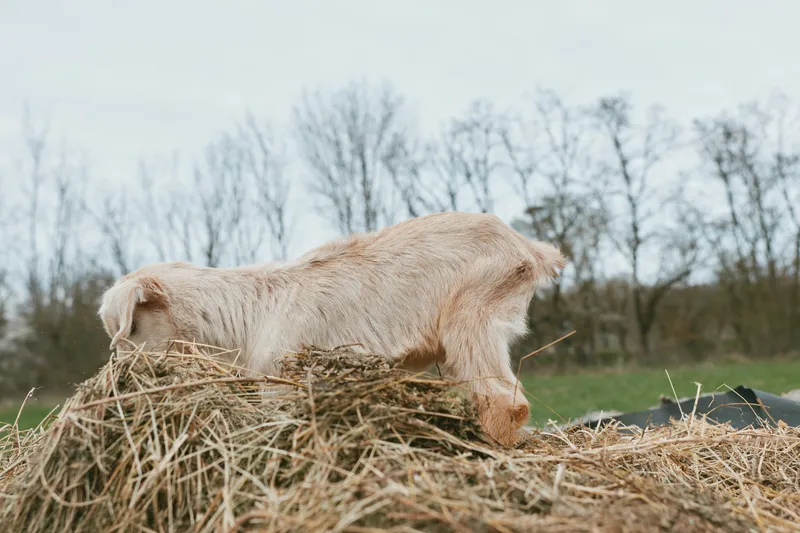 Goat standing over a hay pile in a rural farmyard, calm livestock, overcast sky, natural lifestyle scene, rustic setting, grazing animal, peaceful countryside moment, outdoor farm life