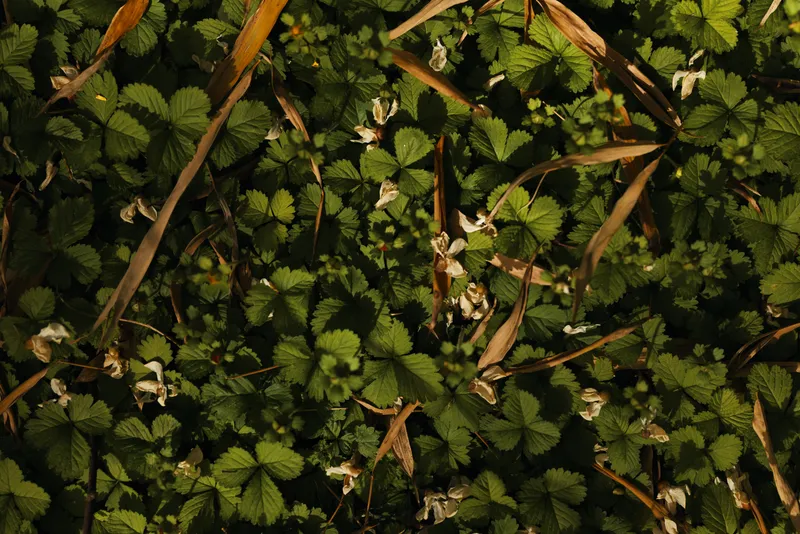 Wild strawberry leaves and small white flowers cover forest groundcover, green foliage and low plants with dried grass, natural texture and botanical detail in shaded nature.