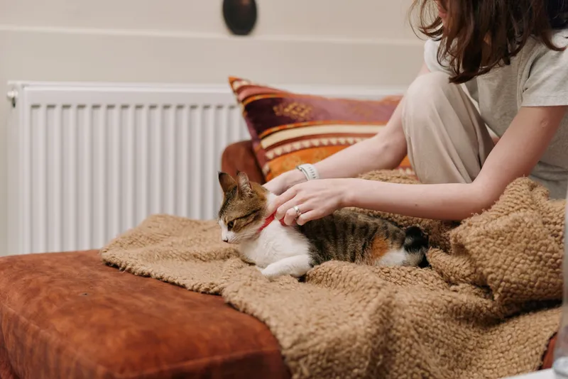 Woman lifestyle at home, caring hands petting a domestic cat on soft blanket beside a sofa, cozy livingroom comfort, closeup portrait showing affection and pet therapy concept