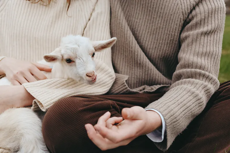 Goat, kid, animal, lifestyle, outdoor, gentle moment with a person cuddling a small animal in a cozy sweater, calm expression, soft light, earthy tones, rustic setting and serene countryside vibe