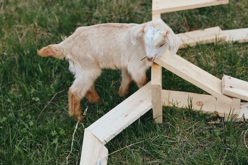 Goat kid explores a wooden frame on grassy field, showing playful curiosity and rural lifestyle, isolated rustic scene that highlights farm animals and natural texture in outdoor light