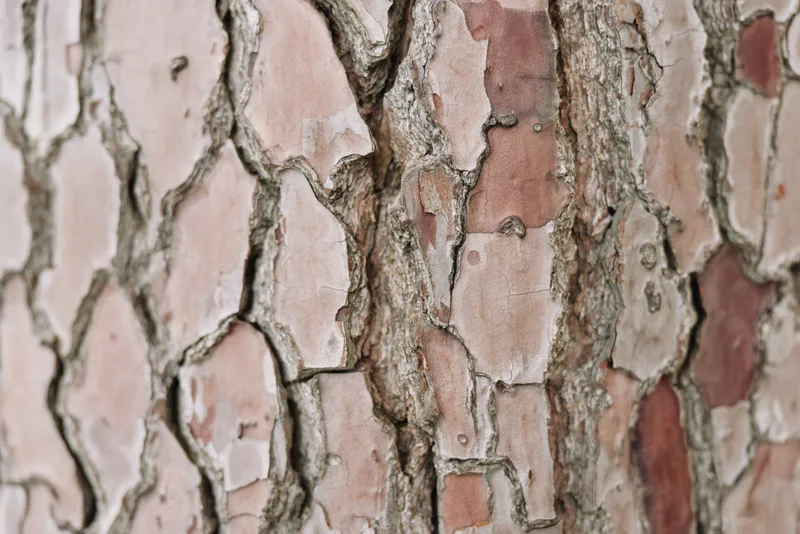 Close up of rough tree bark showing textured patterns and natural tones, weathered surface with chipped layers, capturing rustic wood texture for nature, outdoor and study reference