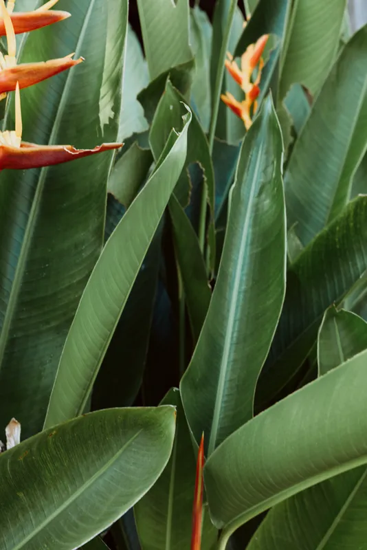 Close up of tropical leaves and orange flowers, lush greenery, glossy foliage, sunlit textures, serene garden mood, natural colors, pristine botanical detail