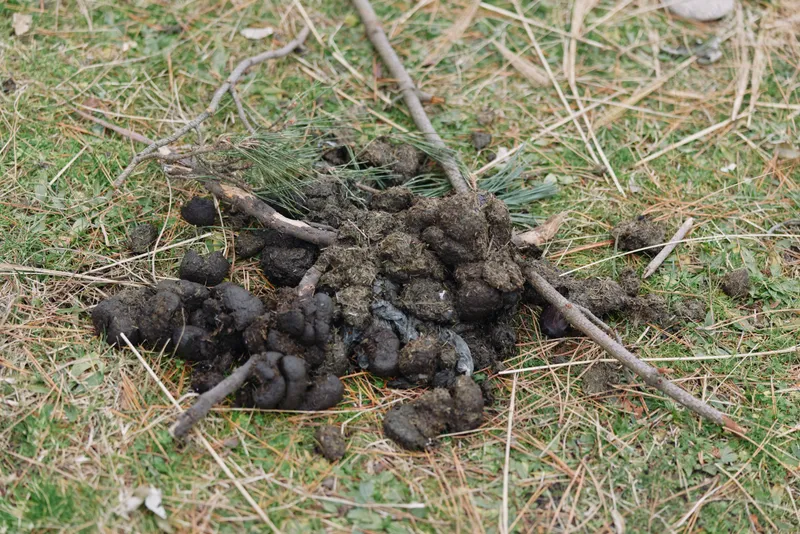 Animal dung scat on forest floor showing wildlife waste in natural setting dark pile with twigs and moss closeup outdoor scene for nature observation and ecological study
