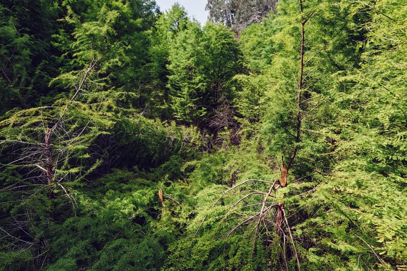 Forest trees and dense foliage form a green canopy with sunlight filtering through leaves and branches in a lush woodland scene, perfect nature background for outdoor landscape.