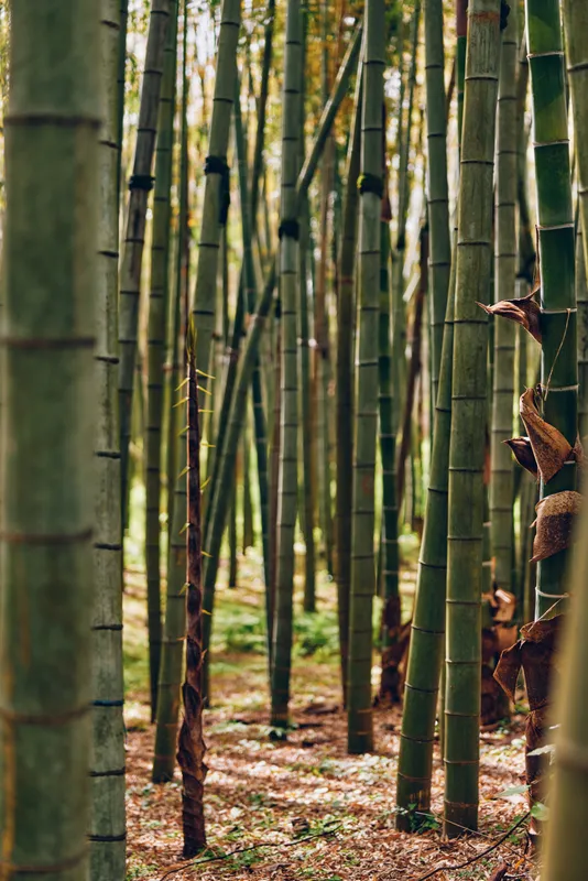 Bamboo forest trunks and trees in a green grove, closeup stems and stalks with shoots and leaves, serene vertical landscape with textured bark and peaceful natural vegetation floor.