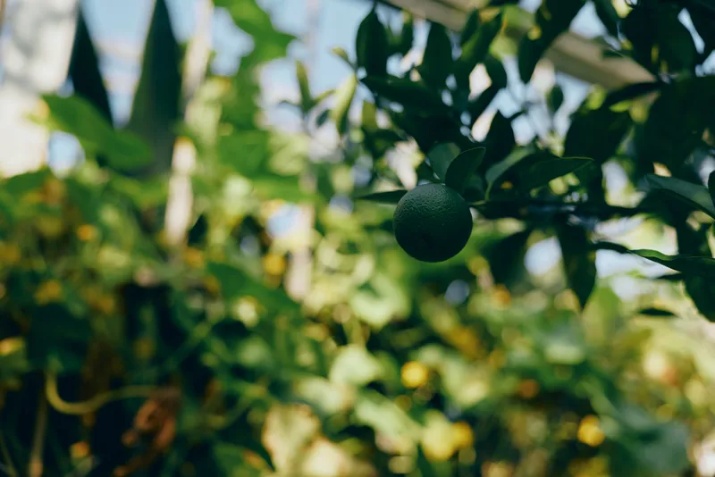 Close-up of a ripe lime hanging from a green tree branch, sunlight filtering through leaves, highlighting vivid color and fresh citrus texture.