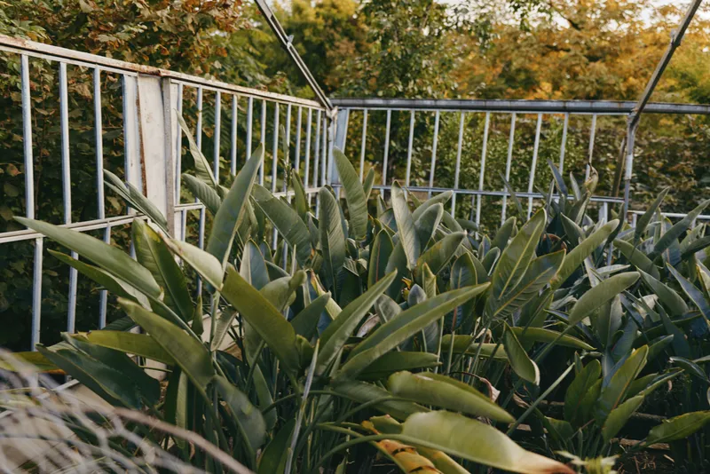 Balcony plants and lush green leaves behind a metal railing on an urban terrace, potted foliage creating a cozy outdoor garden space with sunlight and natural texture.