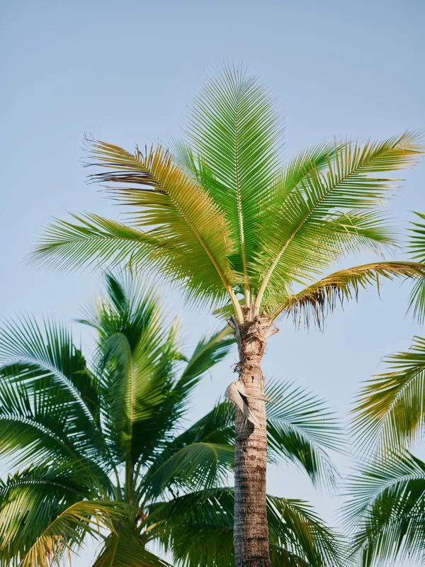 Tall palm trees reach toward a clear blue sky, their textured trunks and fluttering fronds forming a tropical focal point in a sunny outdoor scene.
