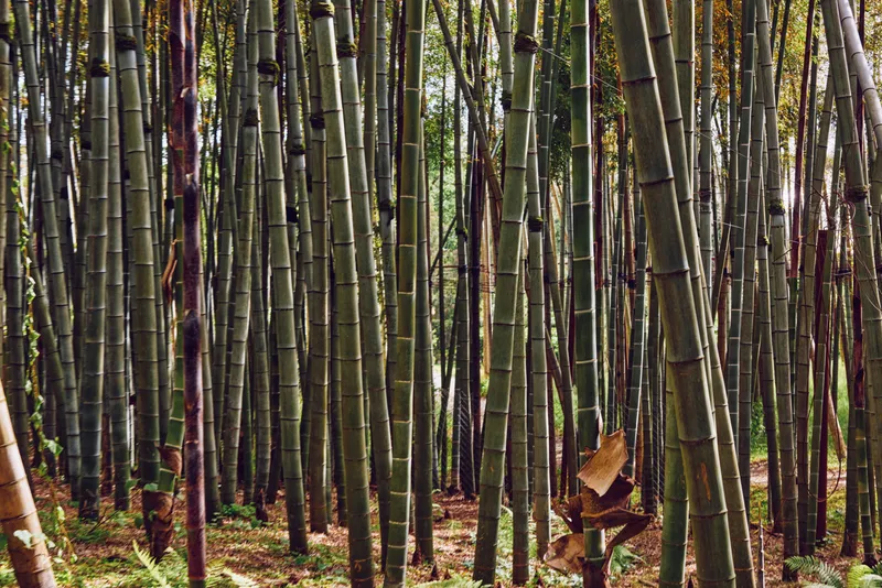 Bamboo forest grove with tall green stalks and vertical trunks in nature woodland, dense foliage and dappled sunlight on the forest floor creating a peaceful, serene atmosphere.