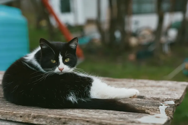A relaxed cat lounges on a weathered wooden plank in a sunny backyard, black and white fur contrasting with greenery. A simple lifestyle moment that captures calm, curiosity, and daily animal