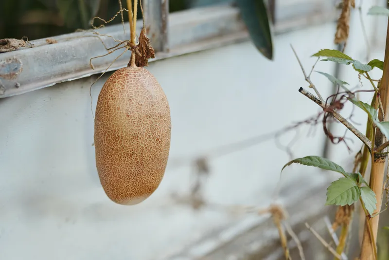 Kiwifruit, kiwi, hanging, vine, greenhouse, closeup, ripe, fuzzy — Ripe brown kiwifruit hanging from a vine in a greenhouse garden, textured fuzzy skin, organic harvest and gardening closeup.