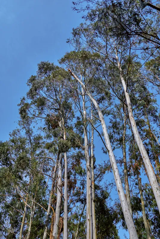 Trees eucalyptus forest sky tall trunks leaves canopy against clear blue sky, vertical composition showing sunlight on bark and leafy canopy in peaceful outdoor woodland landscape.