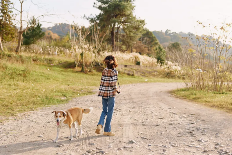 A person walking a dog along a dirt path in a rural park during golden hour, wearing a plaid shirt and jeans, capturing a peaceful outdoor moment with sunlit scenery and distant trees