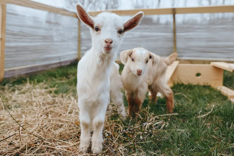 Cheerful goat kids outdoors, curious and playful, in a sunlit farmyard, wooden enclosure, grassy ground, soft breeze, natural colors, wholesome rural scene, simple family farm vibe