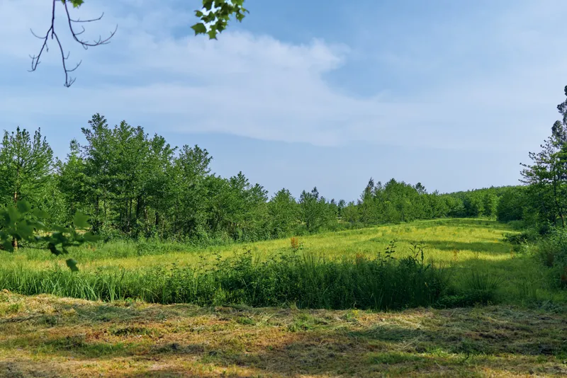 Meadow field trees grass sky landscape in a sunny rural scene with rolling green pasture, wildflowers and edge of forest under blue summer sky for nature and outdoor use