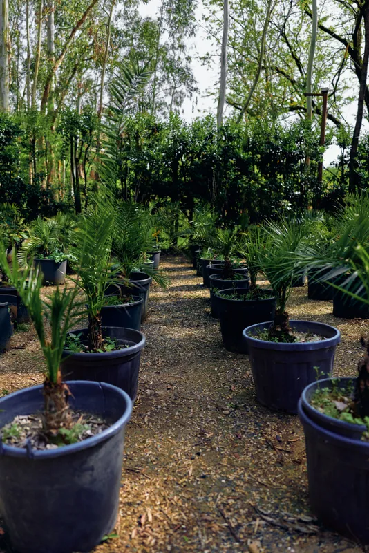 Plants in potted containers at a nursery showing rows of young palm trees in a garden setting with pots on a dirt walkway, green foliage, sunlight and outdoor cultivation.
