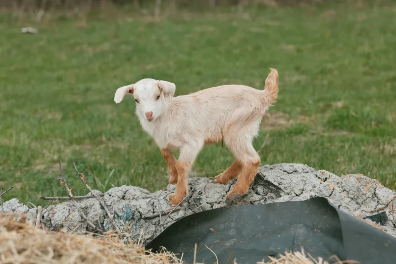 A playful goat kid balances on a rocky ledge in a rural pasture, exploring the open air. A farm scene conveys curiosity, resilience, and the simple joys of countryside life.