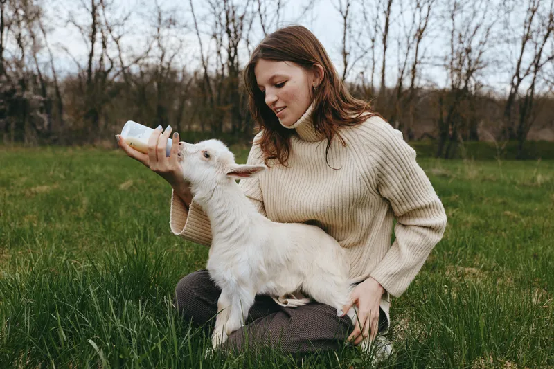 Lifestyle scene of a woman feeding a young goat outdoors, cozy sweater, tender moment in a grassy field, soft light, natural colors, calm bond, rural backdrop
