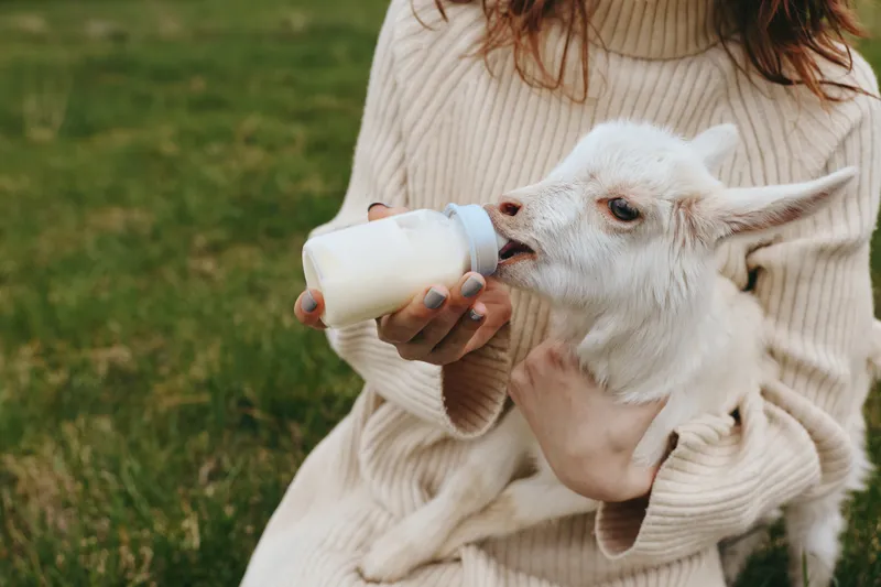A gentle scene of a person in a soft sweater bottle feeding a baby goat outdoors, capturing a nurturing rural lifestyle moment with a healthy kid in warm natural light.