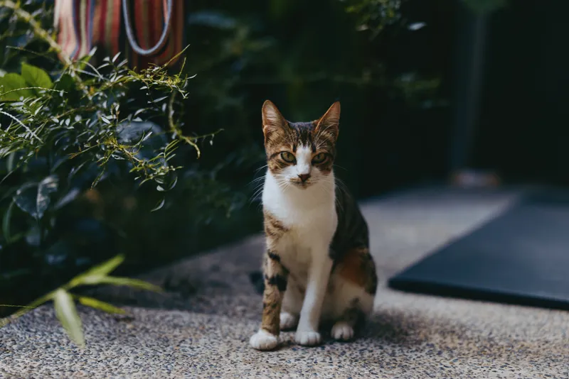 Cat pet feline sitting outdoor garden portrait on stone patio, brown and white tabby looking at camera, domestic animal near potted plants with soft bokeh background, natural light.