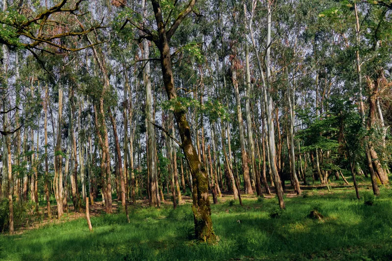 Forest birch trees nature woodland moss trunks green sunlight filtering through slender white trunks onto grassy forestfloor, serene landscape scene for ecology and outdoor background.