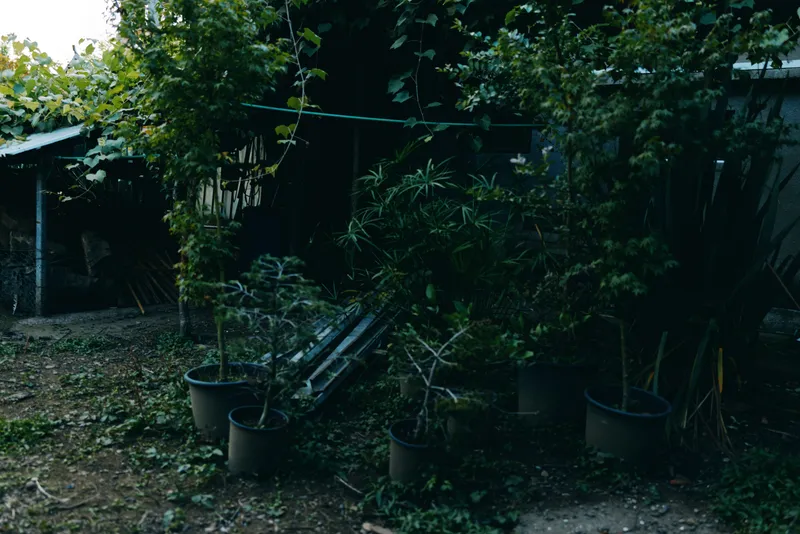 Potted plants and dense green foliage in a backyard garden beside a rustic shed, tropical outdoor vibe with shaded corner, evening light, moody atmosphere and tranquil retreat.