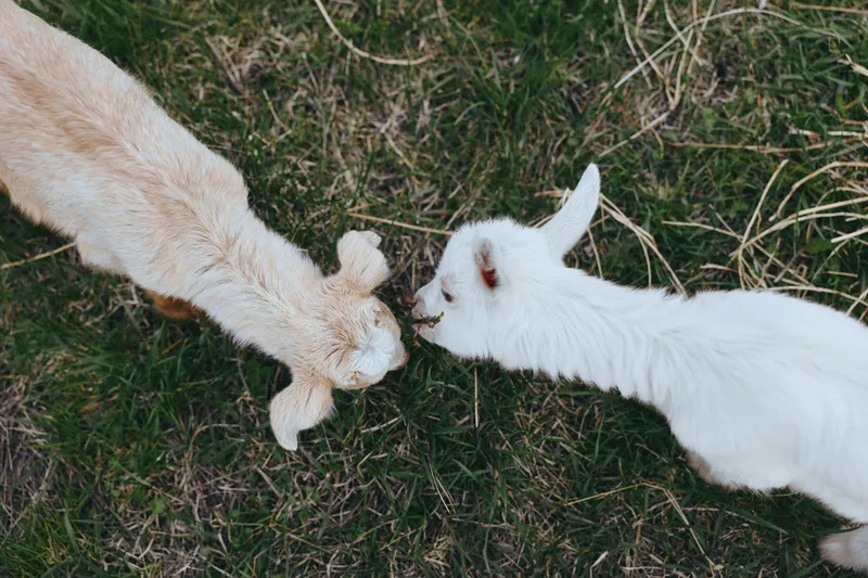 Playful goats in a sunlit meadow, two kids touch noses in a gentle outdoor moment, natural colors and soft grass, rustic lifestyle scene showcasing harmony with animals