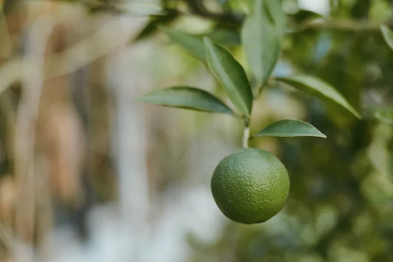 Green citrus unripe orange fruit on tree closeup leaves branch and green fruit on citrus tree in an orchard, organic orchard vibe with a mid-30s gardener woman in straw hat inspecting produce.
