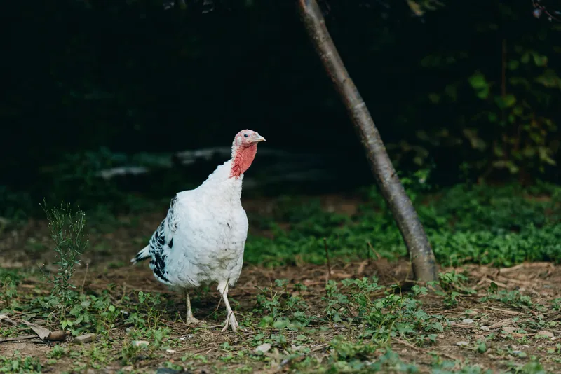 White turkey, farm turkey, walking in nature, poultry on grass outdoor: adult domestic turkey foraging on rural ground with alert posture near trees, free range farm lifestyle photo.