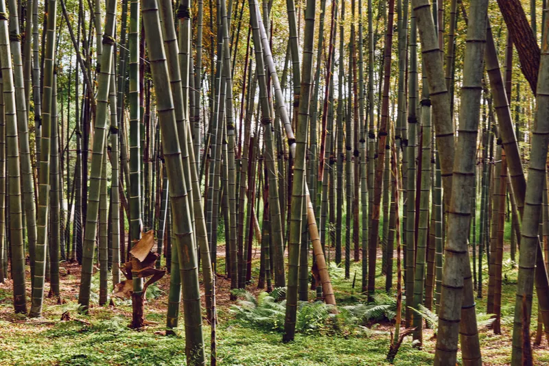 Bamboo forest with tall trunks and dense green foliage in a tranquil grove, layered stems and undergrowth, natural vegetation with vertical lines and serene woodland atmosphere.