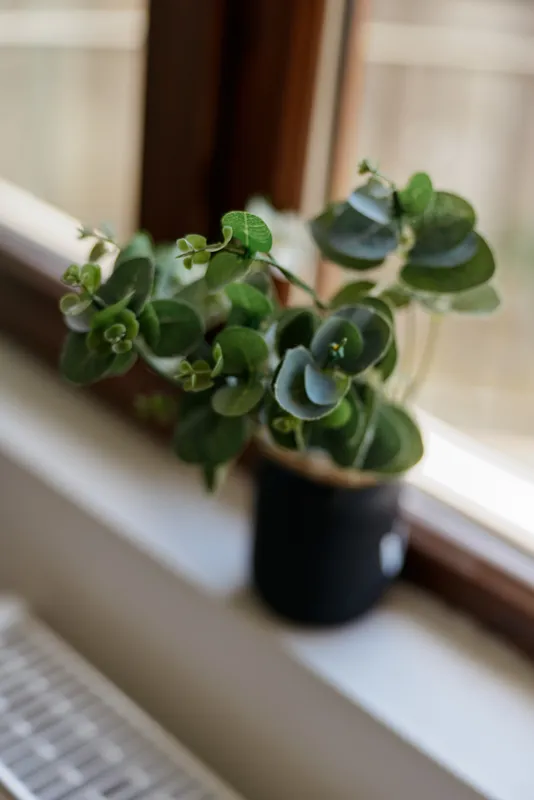 A potted green plant with round leaves sits on a sunny windowsill, creating a calm home botanical moment and a subtle reminder of nature indoors.