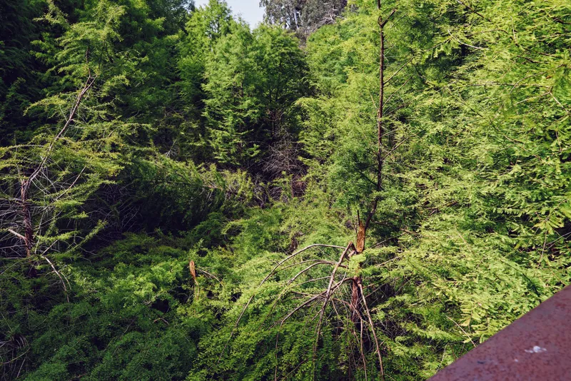 Forest trees greenery foliage canopy nature leaves vegetation view from wooden railing, dense woods with sunlit leaves and layered branches creating a calm outdoor landscape.