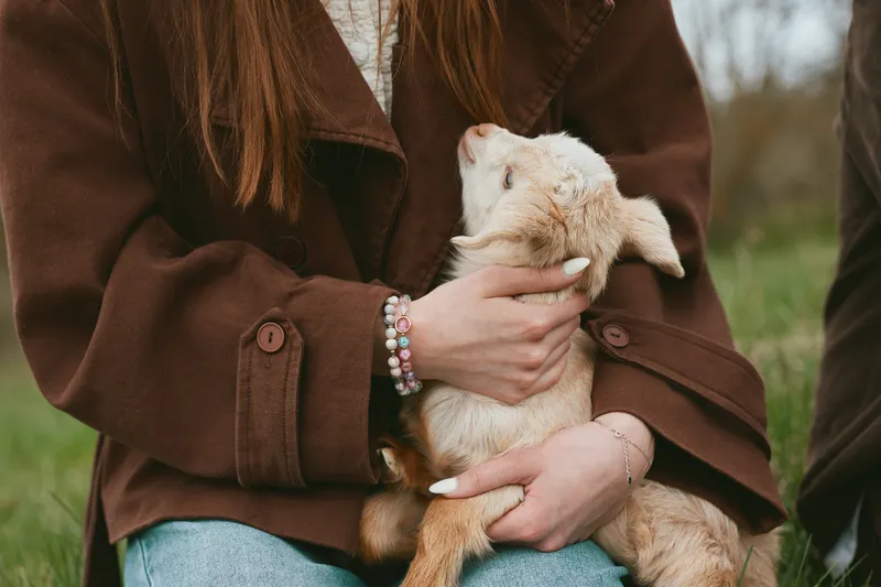 A tender moment with a goat kid bonding, care, outdoor owner animal affection companionship lifestyle as a person cradles a young creature in a warm embrace.