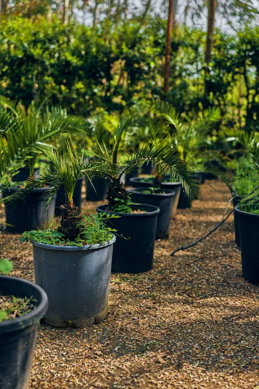 Potted palm plants in a nursery greenhouse, rows of black pots on mulch with tropical foliage and young saplings, garden nursery scene with soil, sunlight and watering setup.