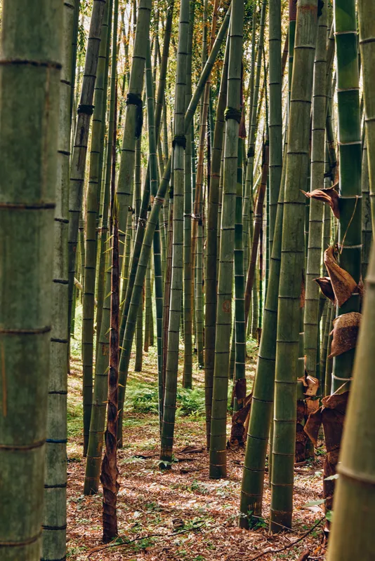Bamboo forest grove with tall green trunks and slender stalks in peaceful nature, vertical culms creating textured patterns and soft sunlight filtering through the leafy canopy to the ground.