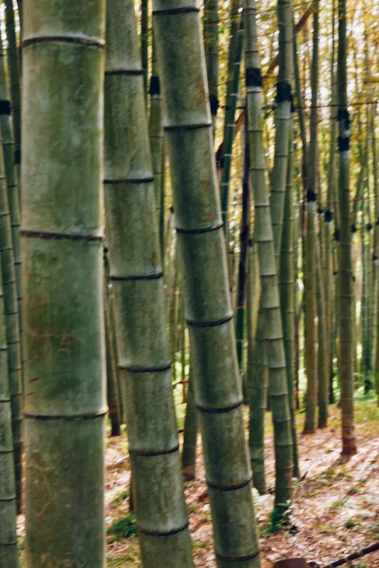 Bamboo forest grove with tall green trunks and vertical stalks, closeup view of dense bamboo trees and textured culms in a peaceful woodland setting with soft natural light.