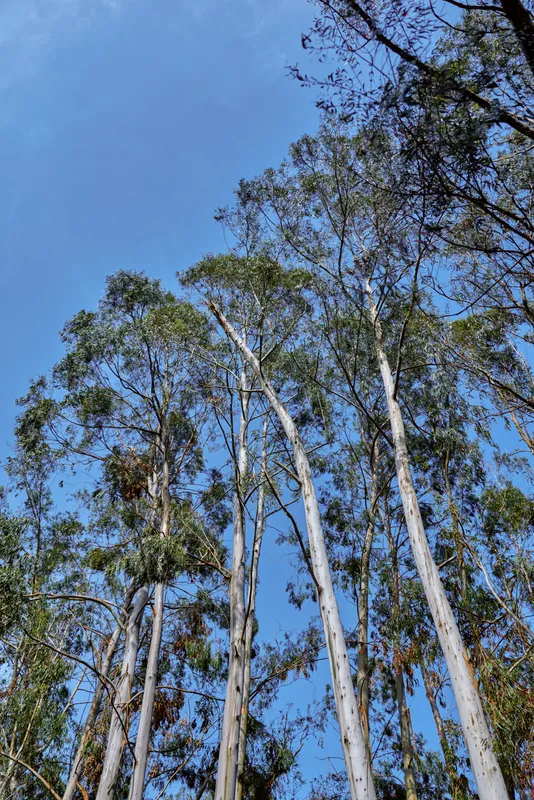 Trees eucalyptus forest and tall trunks reach up to a clear blue sky, treetops and branches framing the view. Nature scene with vertical perspective, sunlight and woodland atmosphere.