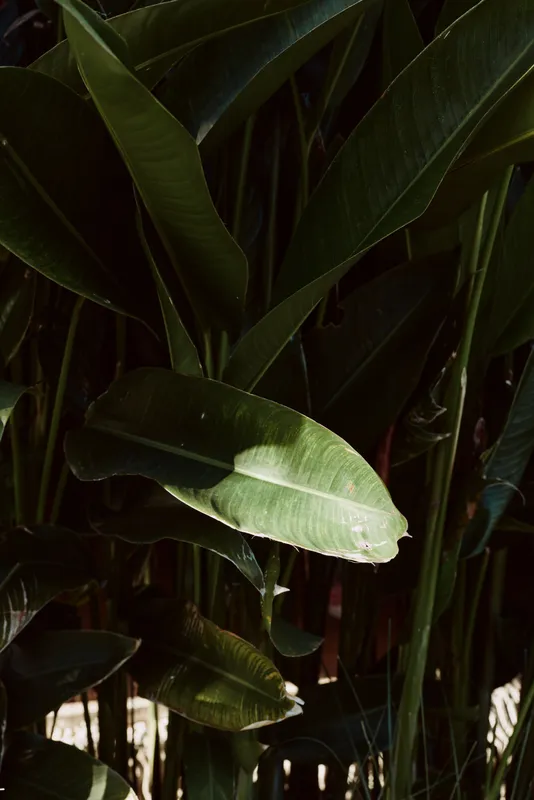 Close up of green tropical leaves in natural light with dark shadows, showing detailed texture and natural environment, lifestyle concept with vibrant foliage.