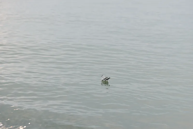 A small bird floats calmly on the water surface of a lake, surrounded by gentle ripples and soft natural light. The scene captures peaceful wildlife and nature tranquility.