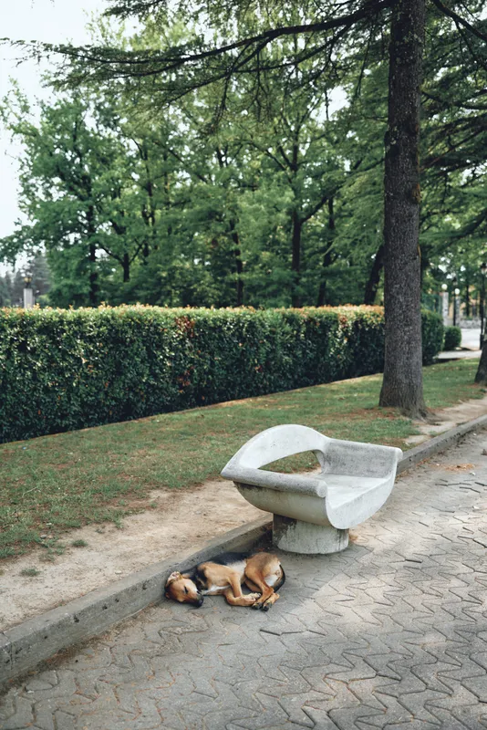 Two dogs rest on a cracked sidewalk beside a weathered bench in a quiet park they are surrounded by trees and hedges conveying calm companionship