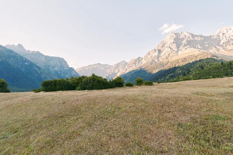 Meadow field with tall grass and rolling landscape, dense forest line and dramatic mountains in background under clear sky, serene rural scenery for nature and travel.