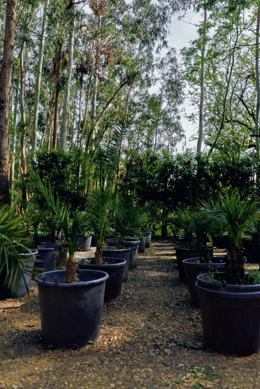 Potted palms nursery with rows of pots and plants on a dirt pathway, garden center scene with dense foliage and tall trees surrounding under soft filtered sunlight.